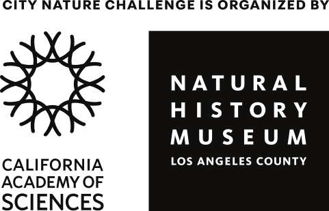 City Nature Challenge organizuje California Academy of Sciences a Natural History Museum Los Angeles County